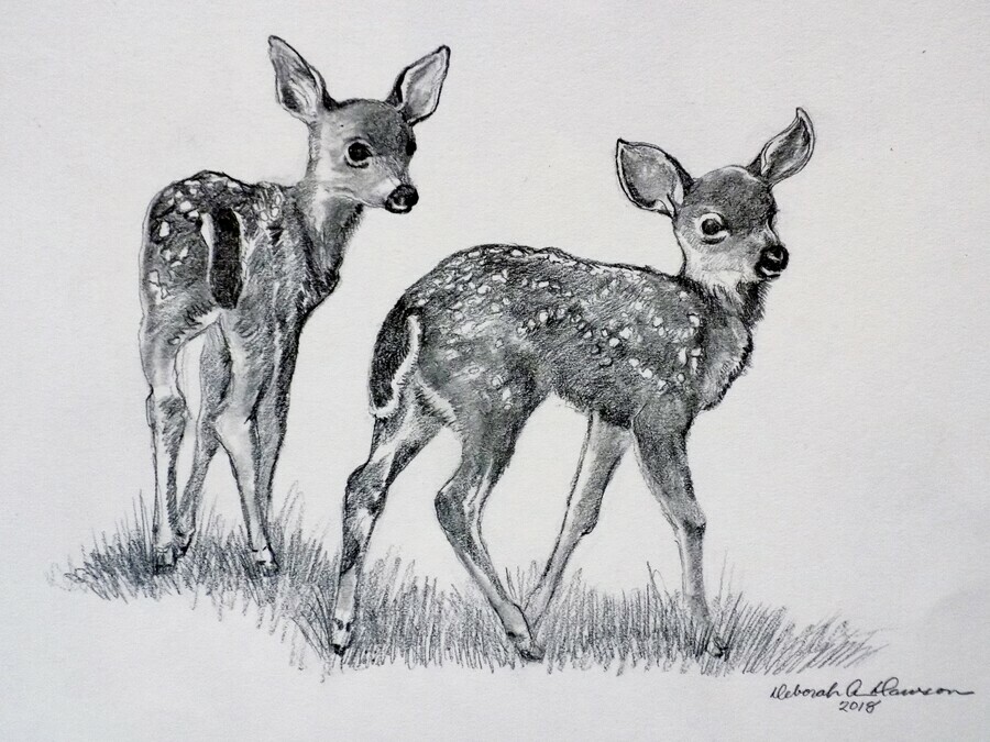 4947 Fawn Sketch Images Stock Photos  Vectors  Shutterstock