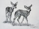 2 Fawns