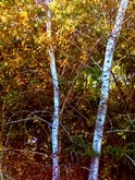 Alders in Autumn