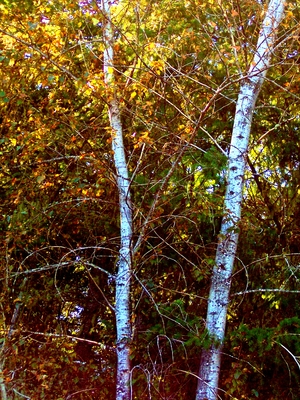 Alders in Autumn