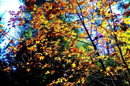 Autumn Big Leaf Maples