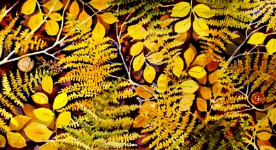 Autumn Ferns