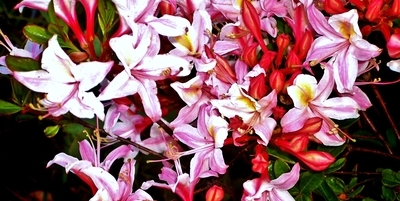 Azaleas on Lone Mountain