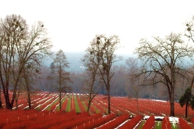 Blueberry Fields in Winter