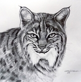 Bobcat