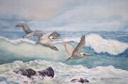 Brown Pelicans in Flight