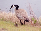 Canada Goose and Hatchling