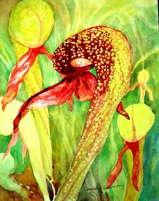 Cobra Lilly