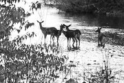 Deer Creek, Selma OR