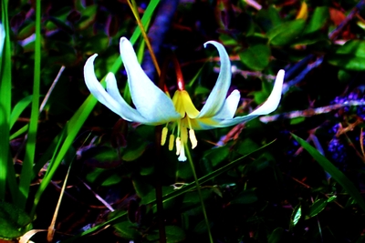 Fawn Lily