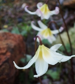 Fawn Lily 2