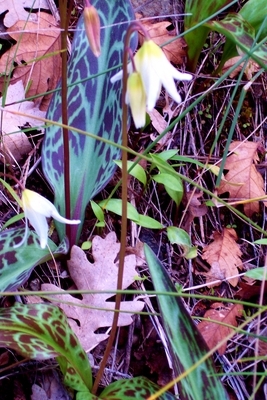 Fawn Lily 3