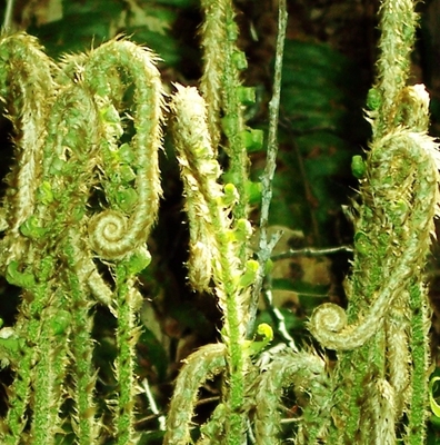 Ferns