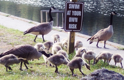 Goslings