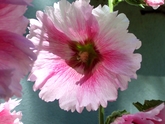 HollyHock