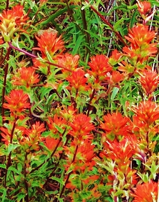 Indian Paintbrush