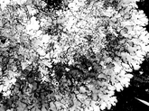 Lichen Organic Design 12