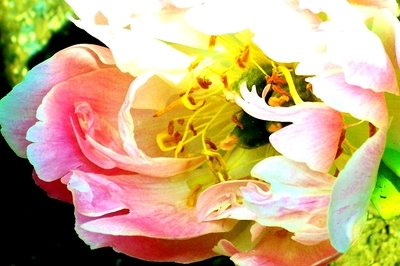 Peony1