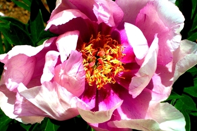 Peony 2