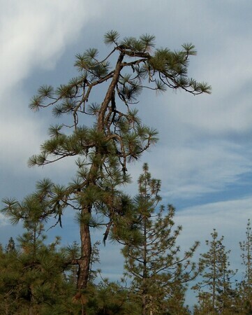 Pine in Solitude