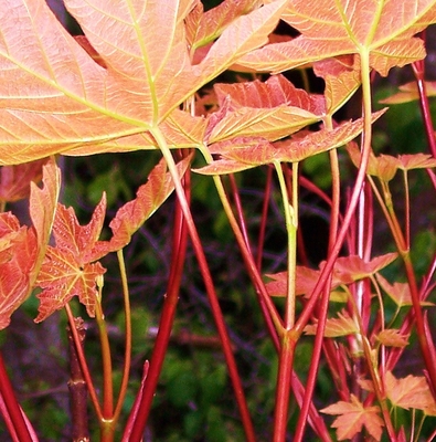 Spring Maples 2