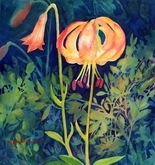 Tiger Lily